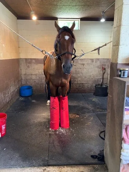 Equine Ice Soaking Boots - Colors