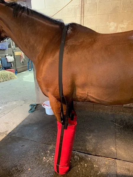 Equine Ice Soaking Boots - Colors